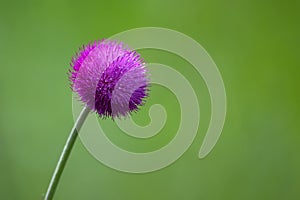 Beautiful lilac flower of thistle blossoming in steppe