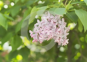 Beautiful lilac flowers blooming in the garden 3 photo