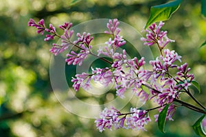 Beautiful lilac flowers blooming in the sunset