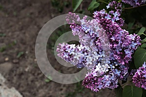 beautiful lilac flowers branch on, natural spring background, soft selective focus.
