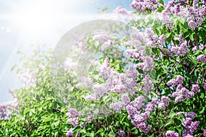 beautiful lilac flowers branch on a sunlight background, natural spring background.