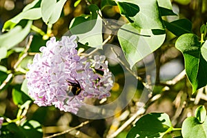 Beautiful lilac flowers with bumblebee blooming in the garden