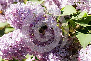 Beautiful lilac flowers with bumblebee blooming in the garden