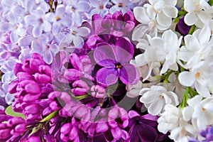 Beautiful  lilac flowers bunch  background