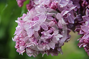 Beautiful lilac flowers close-up on a green background