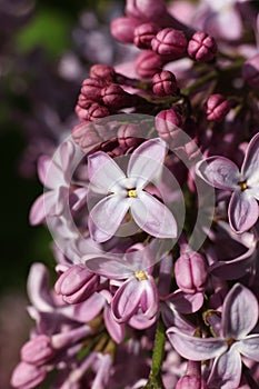 Beautiful lilac flowers in the garden. Close-up.