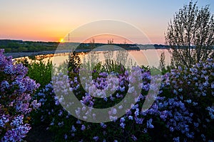 The beautiful lilac flowers and lake water sunrise