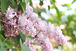 Beautiful lilac flowers with selective focus