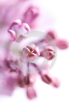 Beautiful lilac flowers on a white background. macro