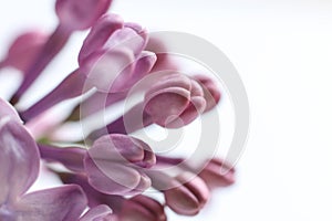 Beautiful lilac flowers on a white background. macro