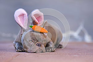 Beautiful lilac French Bulldog dressed up as easter bunny wearing a headband with big rabbit ears and plush carrot on head