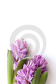 Beautiful lilac hyacinths with green leaves lie on white background