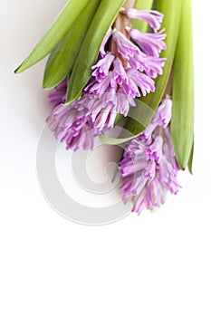Beautiful lilac hyacinths with green leaves lie on white background