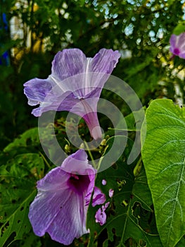 The beautiful Lilac Ipomoea carnea , krangkungan photo