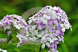 Beautiful lilac Lunaria flowers closeup on green grass background