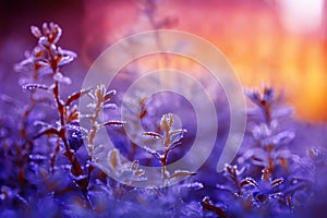 Beautiful lilac natural background with grass covered with shiny drops of fresh dew during the morning bright pink dawn in the