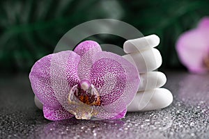 Beautiful lilac orchid flower and stack of white stones with monstera leaves on black background