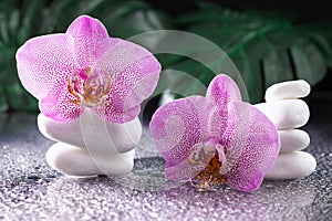 Beautiful lilac orchid flowers and stack of white stones with monstera leaves on black background