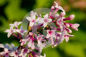 Beautiful lilac pink flowers blooming in the sunset