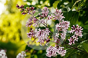 Beautiful lilac pink flowers blooming in the sunset