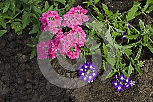Beautiful lilac and pink Verbena flowers with leaves in a garden, Sofia