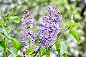 Beautiful lilac purple syringa flower close up on a green leaves background. Nature wallpaper stock photo