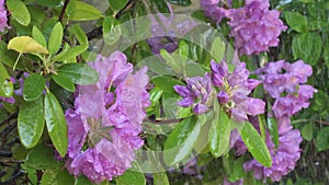 Beautiful lilac rhododendron blossom. Close up footage