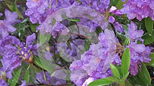 beautiful lilac rhododendron blossom with rain drops. close up footage.