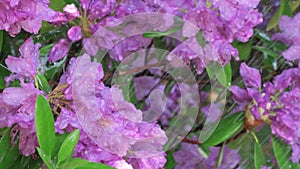 Beautiful lilac rhododendron blossom under rain drops. Close up footage