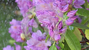 beautiful lilac rhododendron blossom with water drops . close up footage