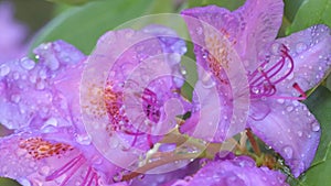 beautiful lilac rhododendron blossom with water drops . macro footage