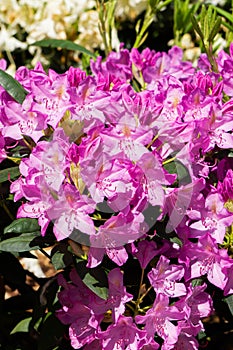 Beautiful lilac rhododendron flower in the garden