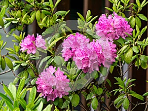 Beautiful lilac rhododendron flower in the garden