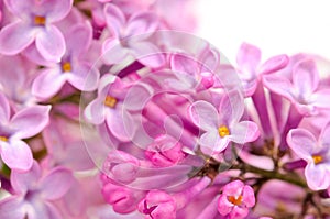 Beautiful Lilac (Syringa) Flowers Close-Up