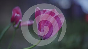 Beautiful lilac tulip, blurred boke background, late afternoon