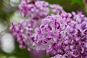 Beautiful lilacs blooming in Midwestern garden in Lombard, Illinois