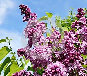 Beautiful lilacs over blue sky. photo