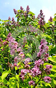 Beautiful lilacs over blue sky.