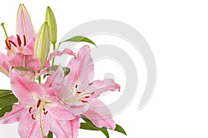 Beautiful Lilies flower isolate on white background.