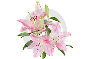 Beautiful Lilies flower isolate on white background