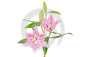 Beautiful Lilies flower isolate on white background