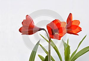 Beautiful lilies on an isolated white background