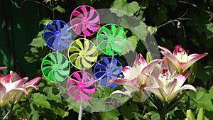 Beautiful lilies in summer garden and windmill toy