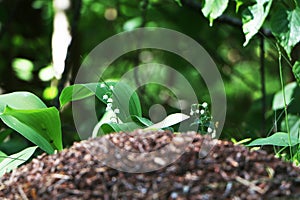 Beautiful lilies of the valley in the summer forest