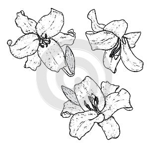 Beautiful lilies. Vector illustration. Delicate flowers. Vintage print on postcard, poster or clothes.