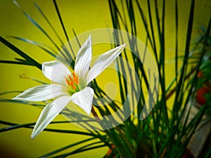 Beautiful lilli Flowers