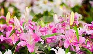 Beautiful lilly flower.