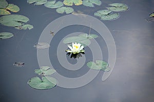 Lillypad bloom
