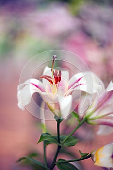 Beautiful lily close-up