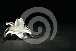 Beautiful lily on dark background with space for text photo